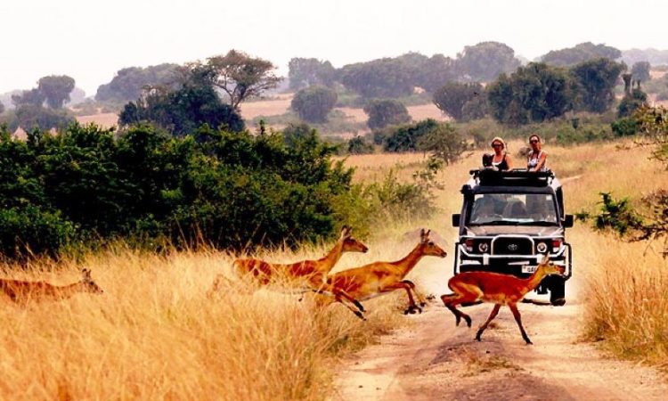 Queen Elizabeth National Park